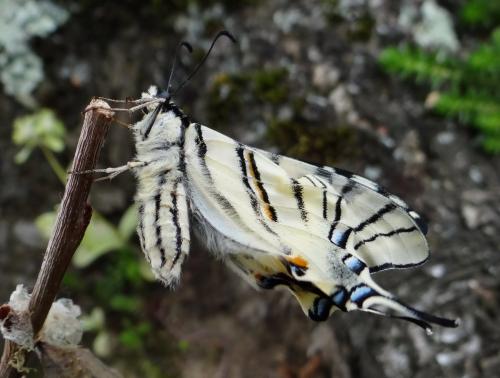 Réf. 182 365 : Iphiclides podalirius